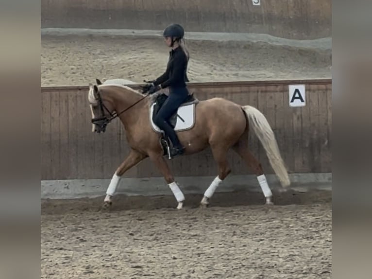 Poni alemán Yegua 8 años Palomino in Waldbröl
