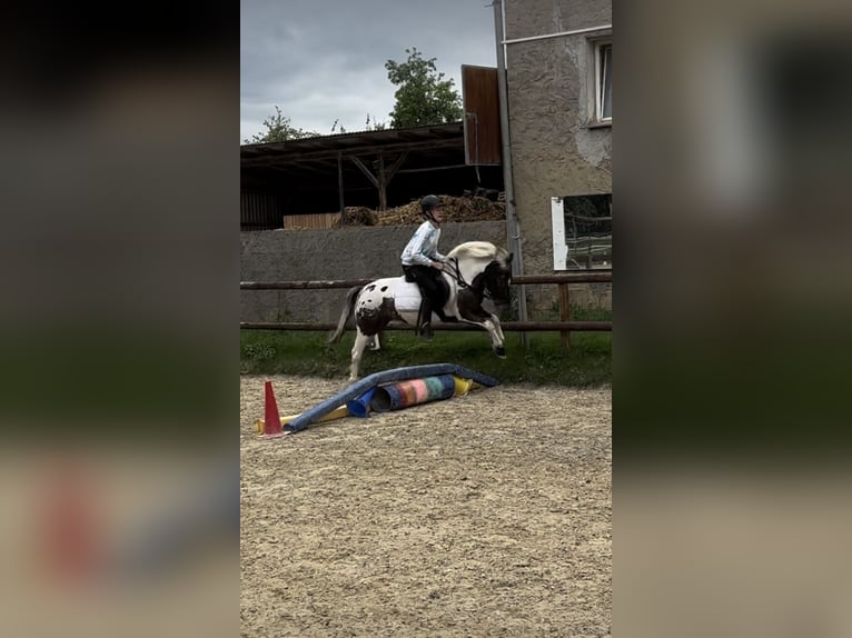 Poni alemán Mestizo Yegua 9 años 120 cm Atigrado/Moteado in Gelchsheim