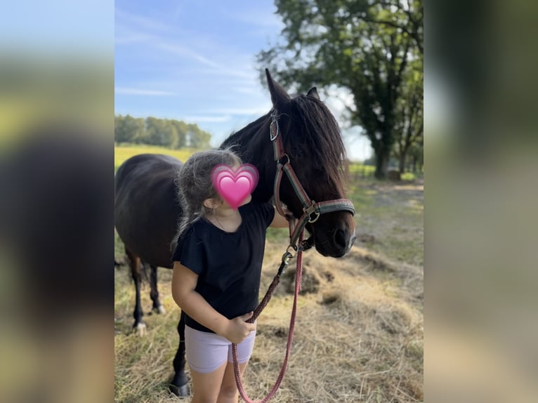 Poni alemán Yegua 9 años 120 cm Castaño oscuro in Bremerv&#xF6;rde