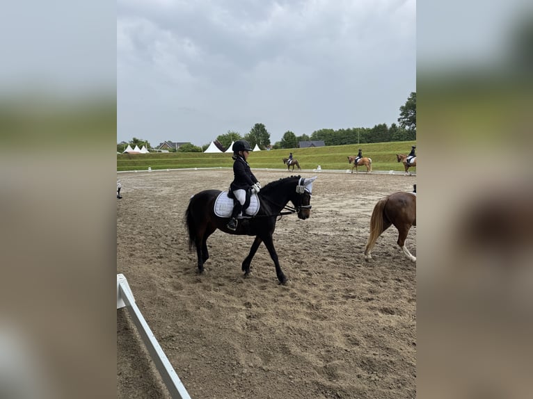 Poni alemán Yegua 9 años 120 cm Castaño oscuro in Bremerv&#xF6;rde