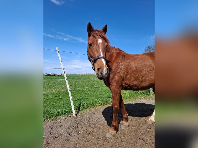 Poni alemán Mestizo Yegua 9 años 135 cm Alazán in Glaubitz