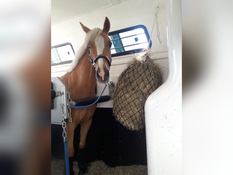 Poni alemán Yegua 9 años 141 cm Palomino in Arnstein