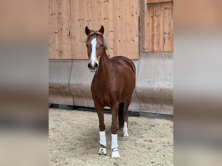Poni alemán Yegua 9 años 142 cm Alazán-tostado in Leogang