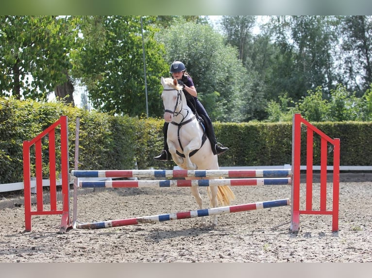 Poni alemán Yegua 9 años 142 cm Perlino in Malderen