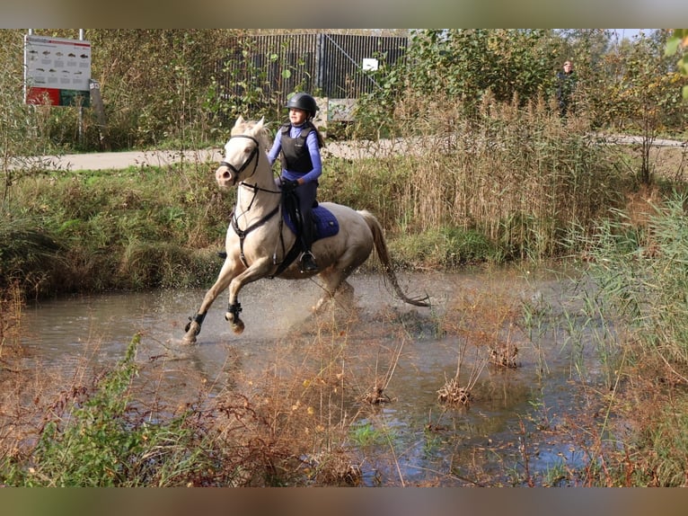 Poni alemán Yegua 9 años 142 cm Perlino in Malderen