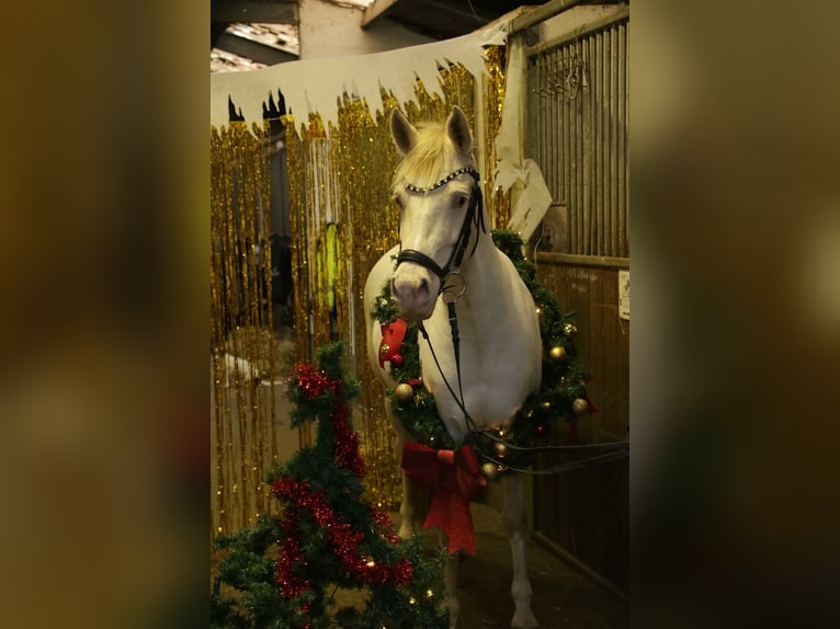 Poni alemán Yegua 9 años 142 cm Perlino in Malderen