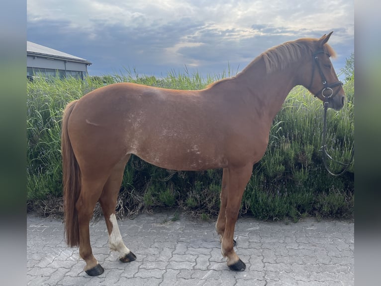 Poni alemán Mestizo Yegua 9 años 143 cm Alazán in Fehmarn