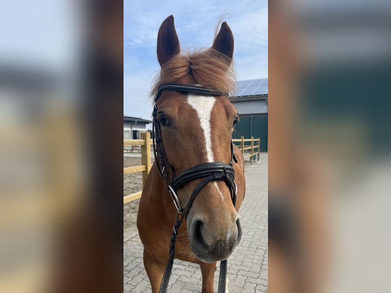 Poni alemán Mestizo Yegua 9 años 143 cm Alazán in Fehmarn