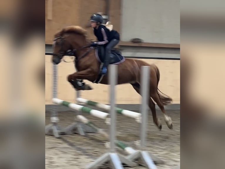 Poni alemán Mestizo Yegua 9 años 143 cm Alazán in Fehmarn