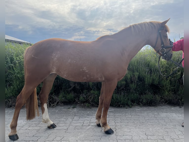 Poni alemán Mestizo Yegua 9 años 143 cm Alazán in Fehmarn