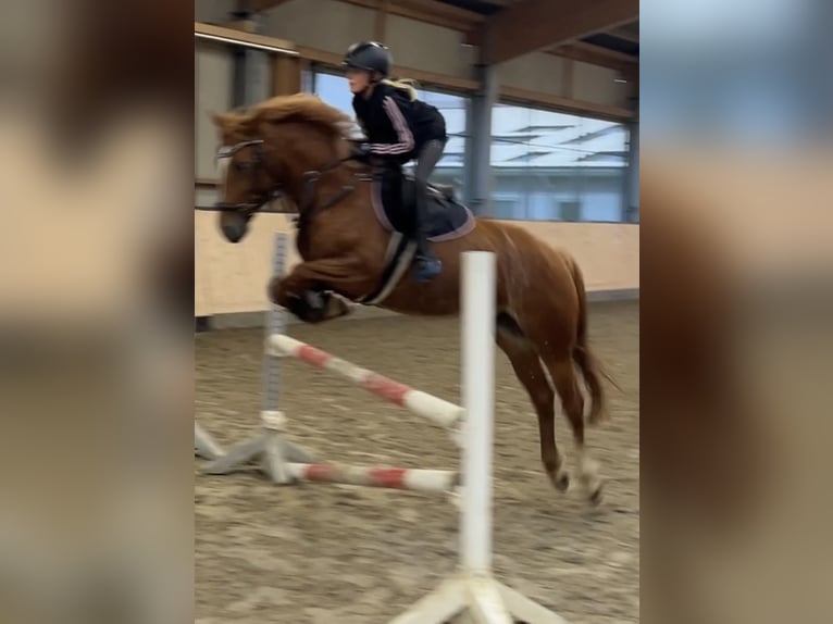Poni alemán Mestizo Yegua 9 años 143 cm Alazán in Fehmarn