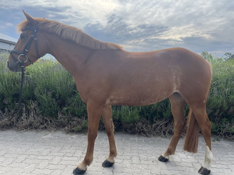 Poni alemán Mestizo Yegua 9 años 143 cm Alazán in Fehmarn