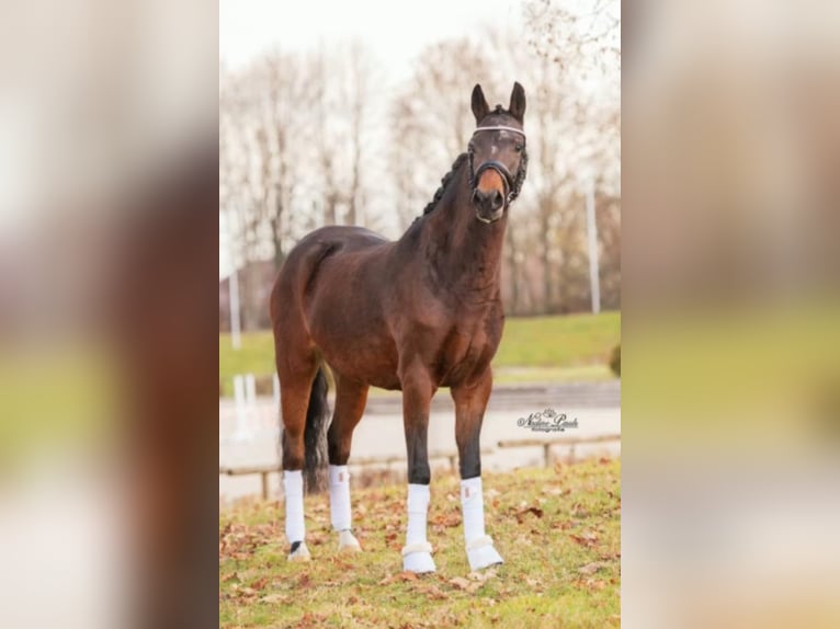 Poni alemán Yegua 9 años 143 cm Castaño oscuro in Engstingen