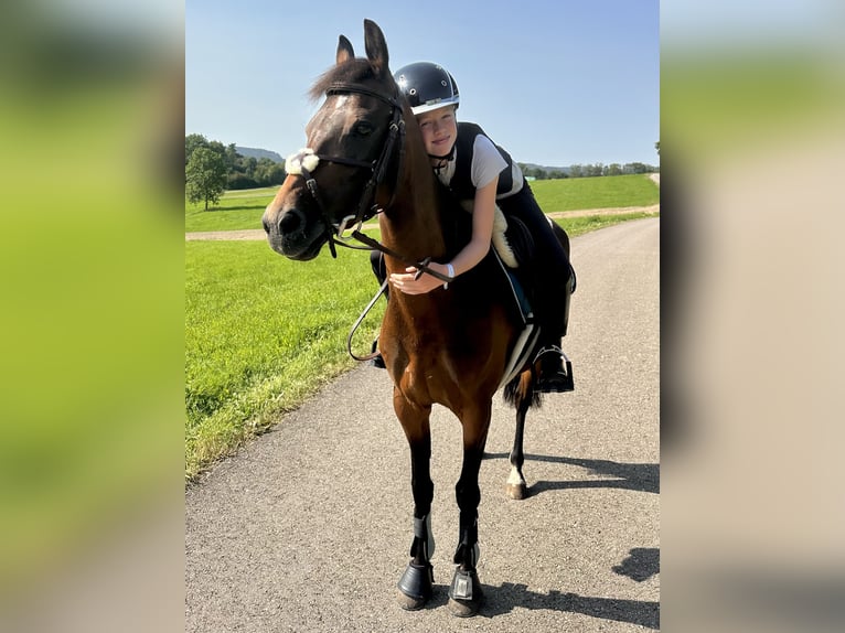 Poni alemán Yegua 9 años 143 cm Castaño oscuro in Engstingen