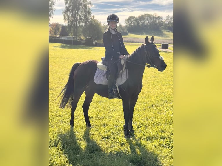 Poni alemán Yegua 9 años 143 cm Castaño oscuro in Engstingen