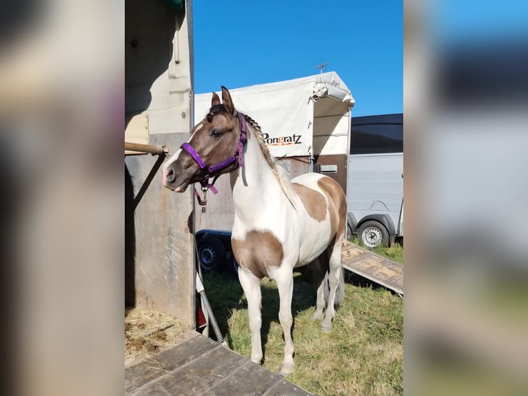 Poni alemán Yegua 9 años 143 cm Pío in Vandans