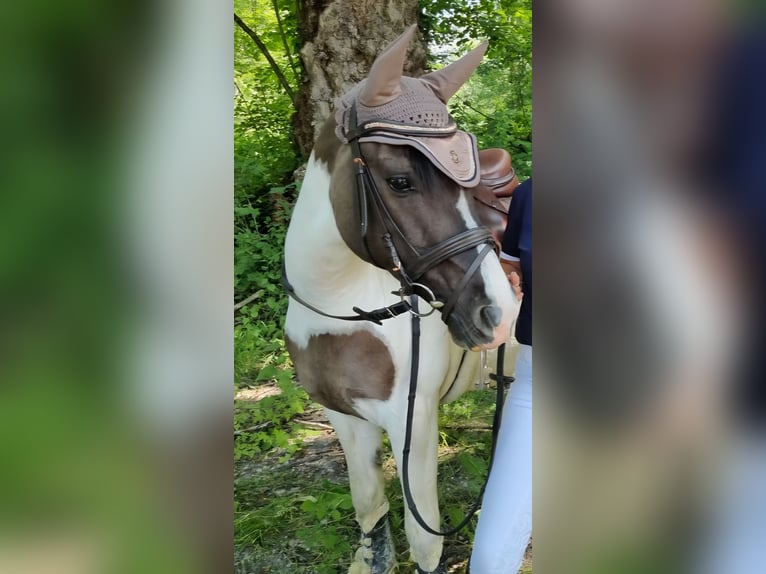 Poni alemán Yegua 9 años 143 cm Pío in Vandans