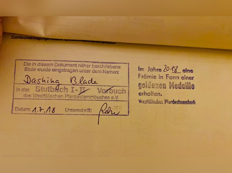 Poni alemán Yegua 9 años 144 cm Alazán-tostado in Wendeburg