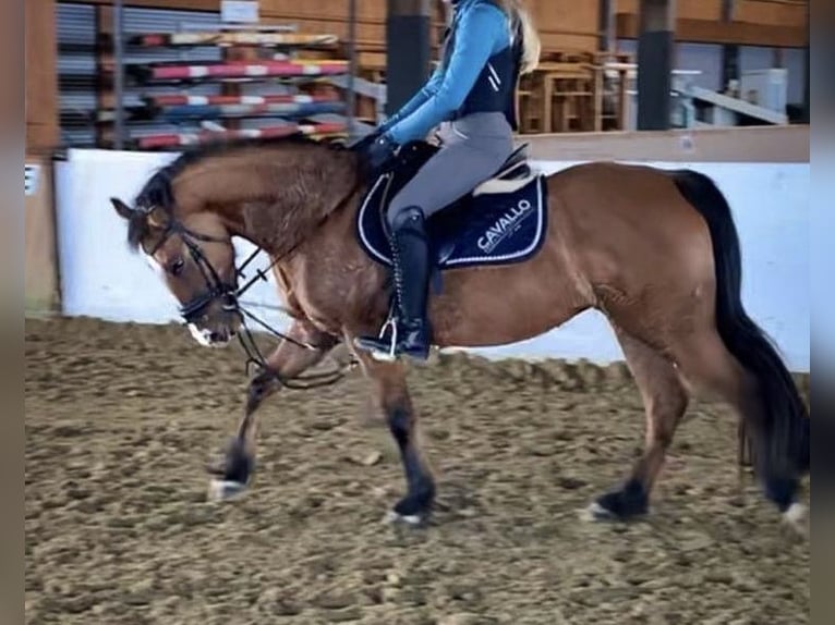 Poni alemán Yegua 9 años 144 cm Bayo in Billerbeck