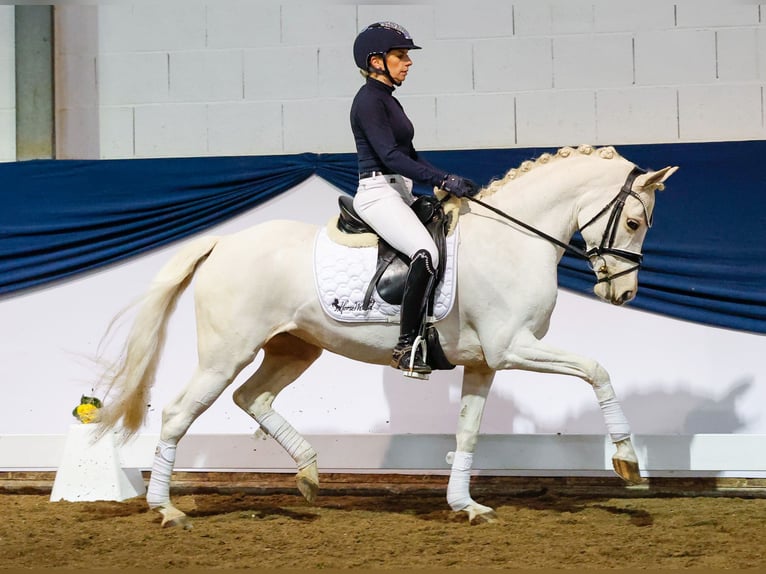 Poni alemán Yegua 9 años 144 cm Palomino in Marsberg