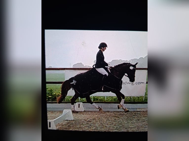Poni alemán Yegua 9 años 145 cm Alazán in Weesby
