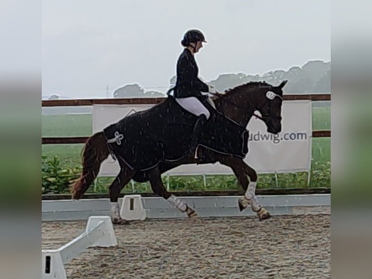 Poni alemán Yegua 9 años 145 cm Alazán in Weesby