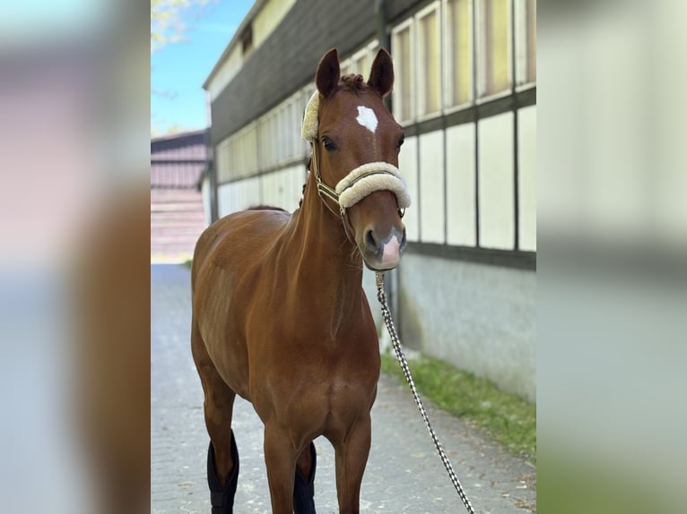 Poni alemán Yegua 9 años 145 cm Alazán in Attendorn