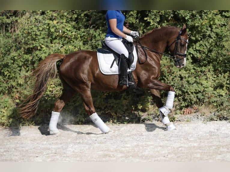 Poni alemán Yegua 9 años 146 cm Alazán-tostado in Trittau