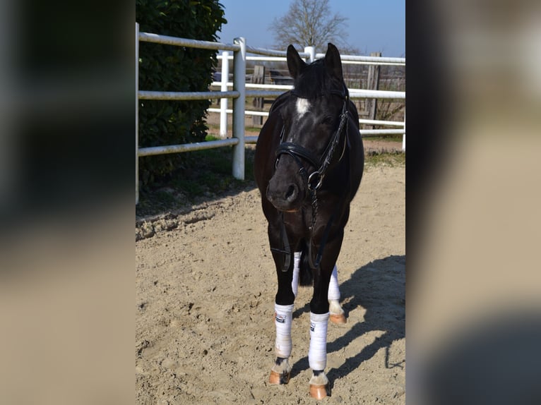 Poni alemán Yegua 9 años 147 cm Negro in Erftstadt