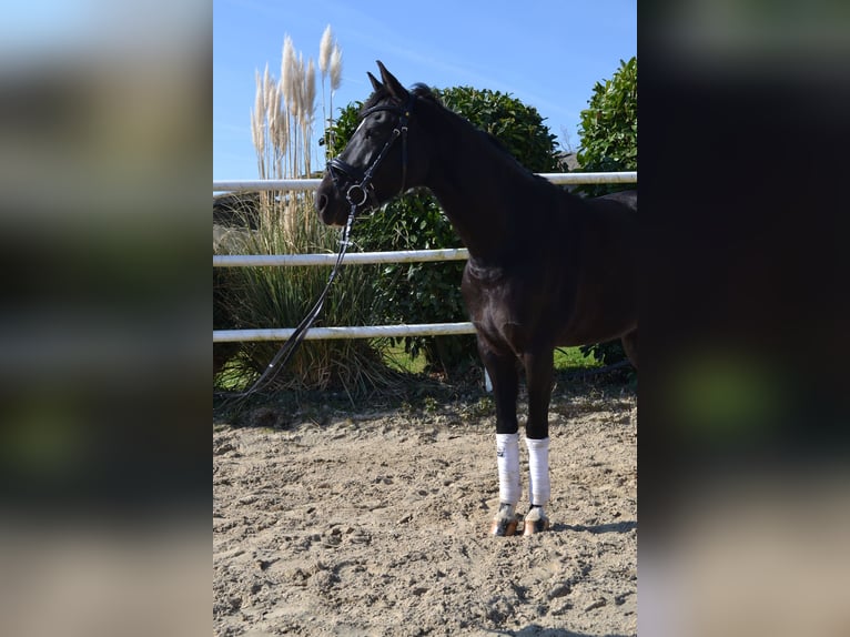 Poni alemán Yegua 9 años 147 cm Negro in Erftstadt