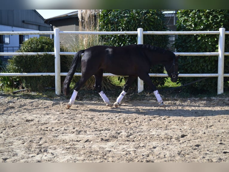 Poni alemán Yegua 9 años 147 cm Negro in Erftstadt