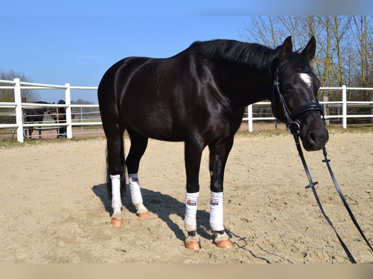 Poni alemán Yegua 9 años 147 cm Negro in Erftstadt