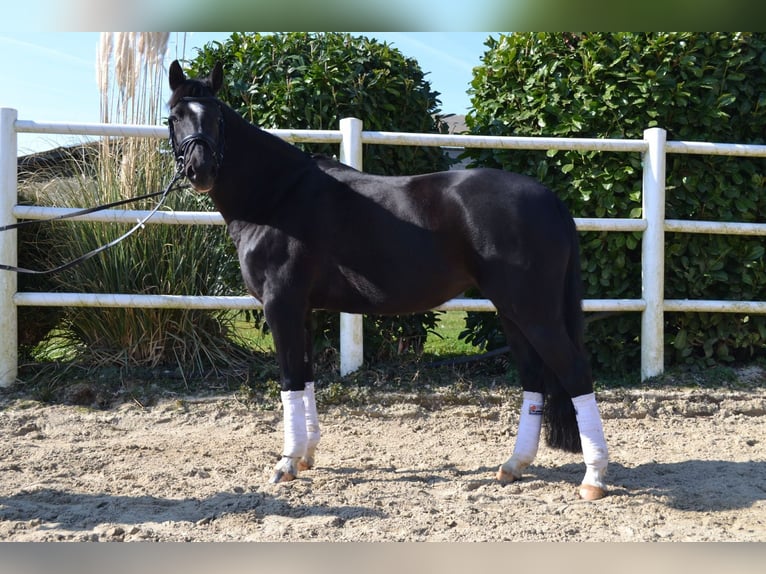 Poni alemán Yegua 9 años 147 cm Negro in Erftstadt