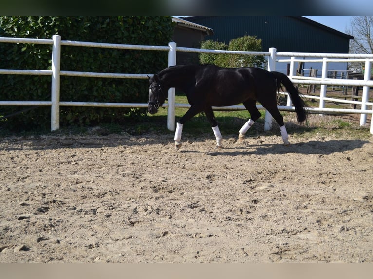 Poni alemán Yegua 9 años 147 cm Negro in Erftstadt