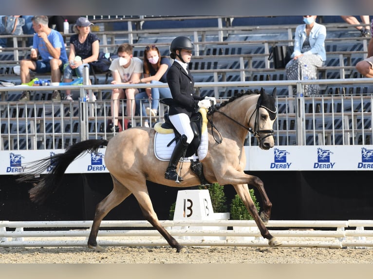 Poni alemán Yegua 9 años 148 cm Bayo in Tönisvorst
