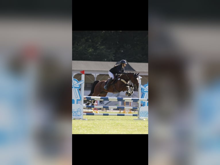 Poni alemán Yegua 9 años 148 cm Castaño in Kiel