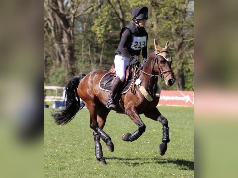Poni alemán Yegua 9 años 148 cm Castaño in Kiel