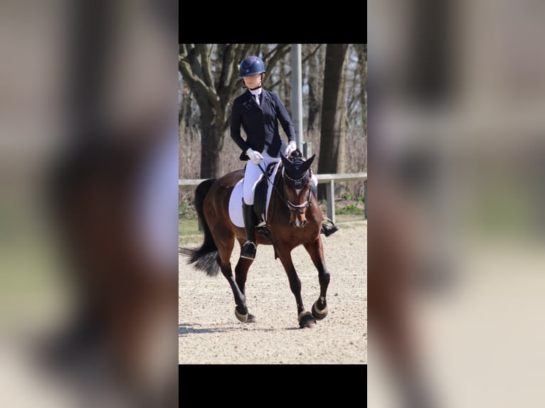 Poni alemán Yegua 9 años 148 cm Castaño in Kiel