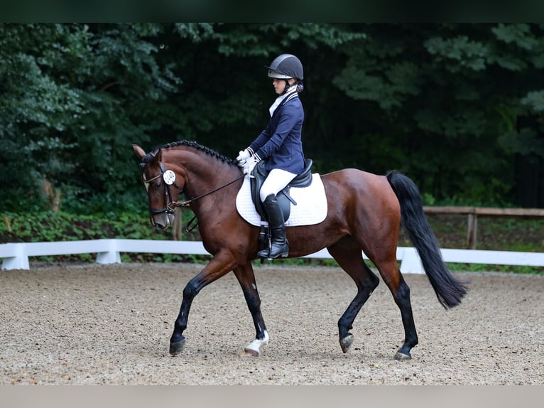 Poni alemán Yegua 9 años 148 cm Castaño in Kiel