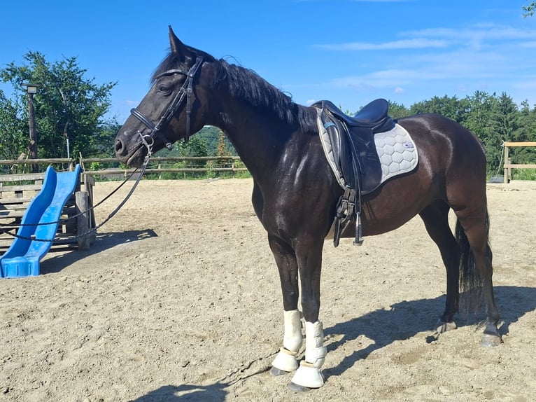 Poni alemán Yegua 9 años 148 cm Negro in Petersdorf II