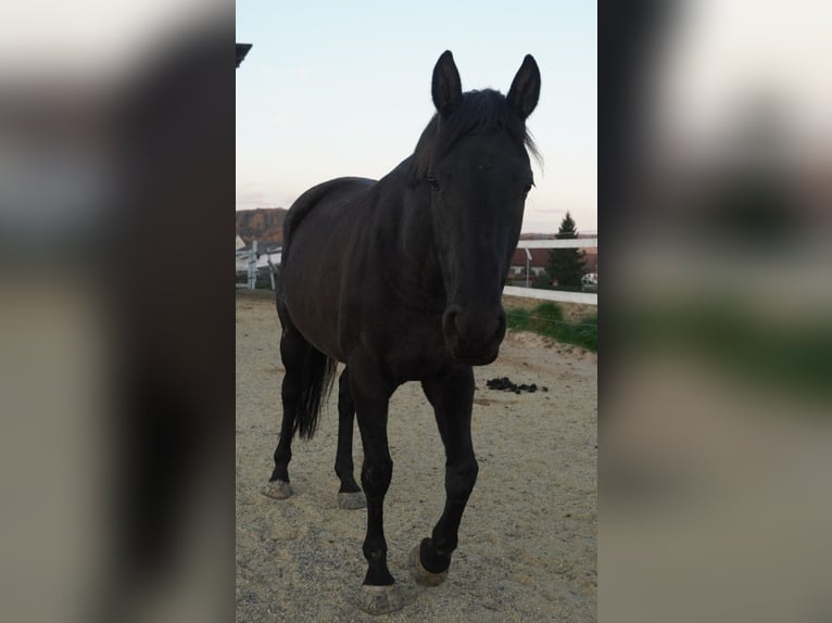 Poni alemán Yegua 9 años 148 cm Negro in Burgfeld