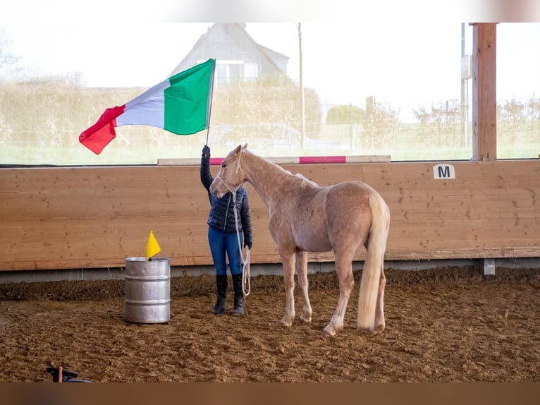 Poni alemán Yegua 9 años 148 cm Palomino in Burscheid