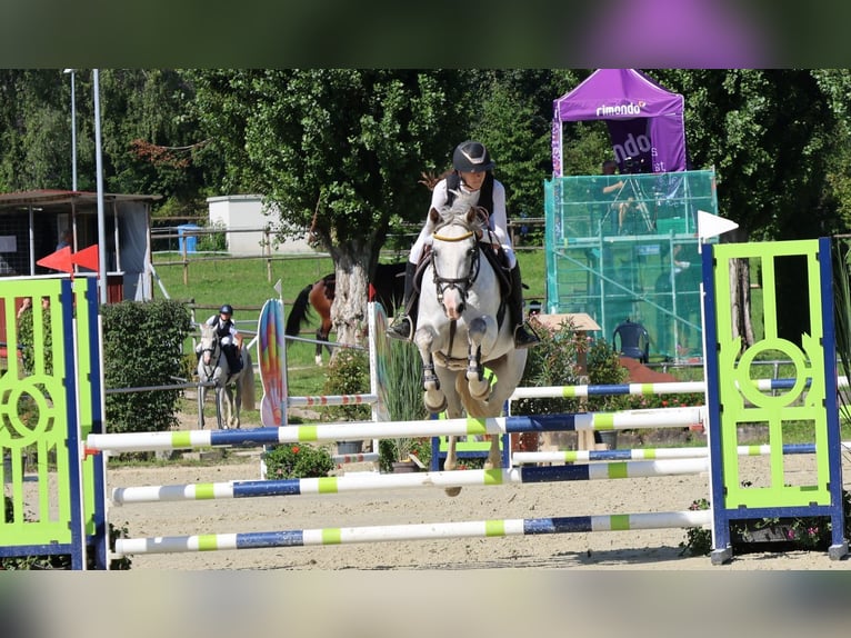 Poni alemán Yegua 9 años 148 cm Tordo in Buchen Waldhausen