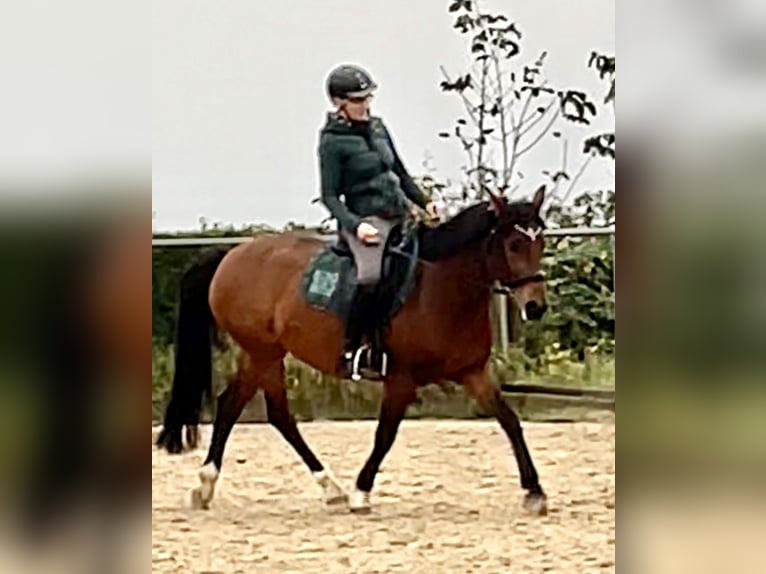 Poni alemán Yegua 9 años 149 cm Castaño in Lohmar