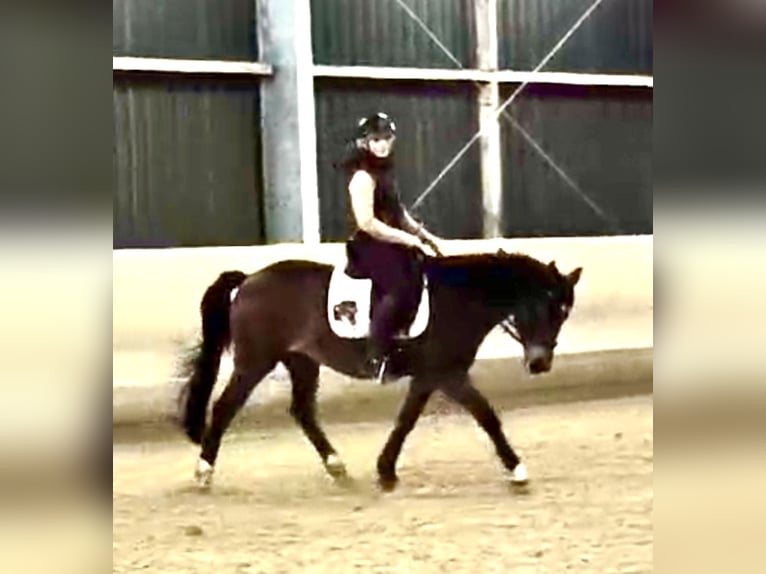 Poni alemán Yegua 9 años 149 cm Castaño in Lohmar