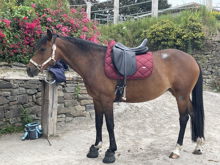 Poni alemán Yegua 9 años 149 cm Castaño in Lohmar