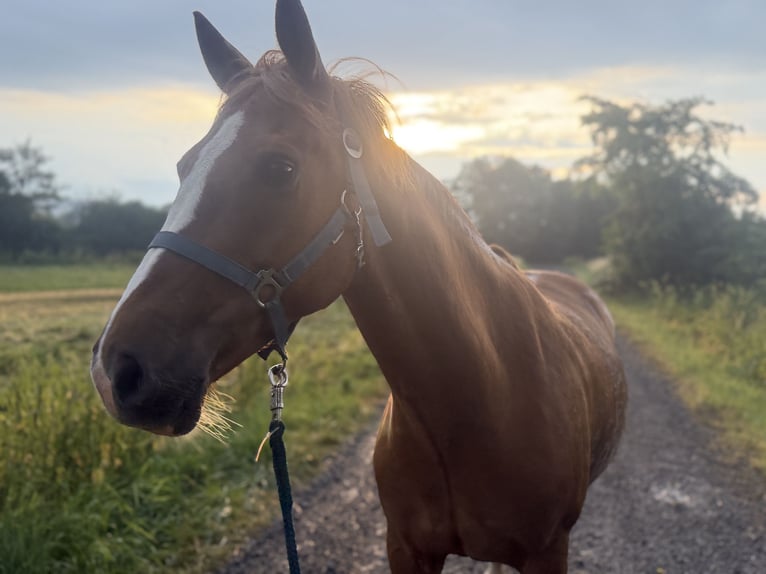 Poni alemán Mestizo Yegua 9 años 152 cm Alazán in Gelnhausen