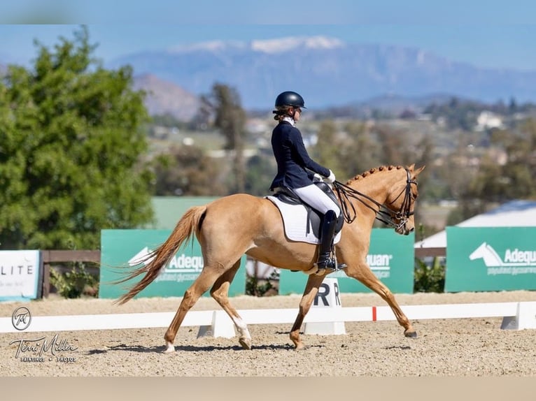 Poni alemán Yegua 9 años 152 cm Alazán-tostado in San Juan Capistrano