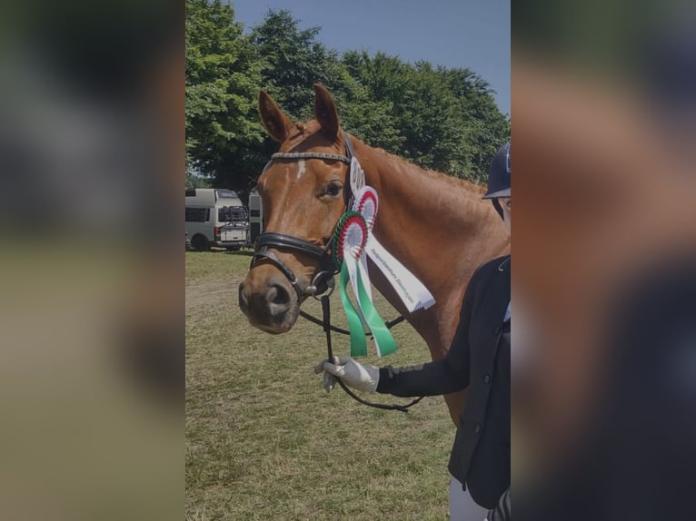 Poni alemán Yegua 9 años 155 cm Alazán in Harsewinkel