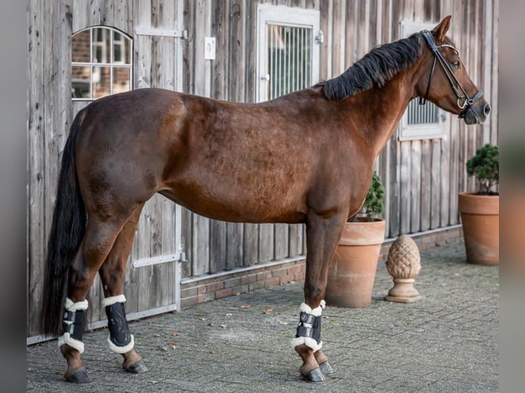 Poni alemán Yegua 9 años 156 cm Alazán-tostado in Winsen (Luhe)